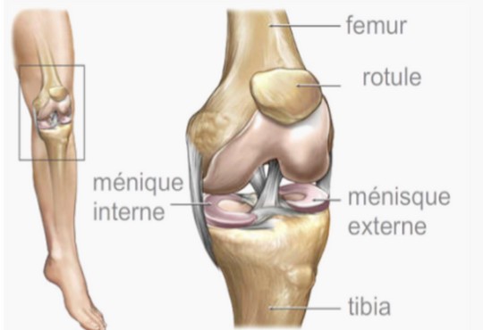 Anatomie et fonctionnement du genou